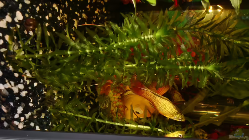 Wasserpest von Zuckermaus (2)