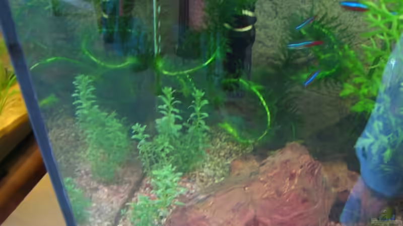 Wasserpest&Perlenkraut+Wurzel05/08 von Ron Schäpe (20)