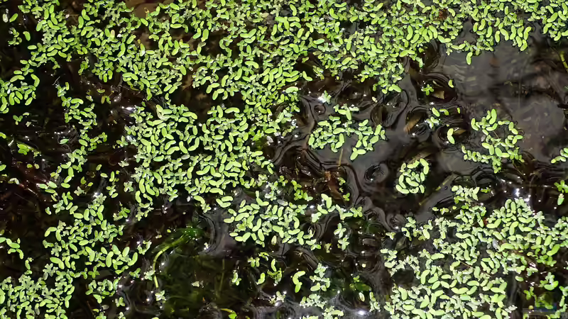 Wasserpflanzen: Nicht winterhart und trotzdem invasiv