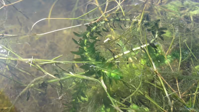 Wasserpflanzen: Nicht winterhart und trotzdem invasiv