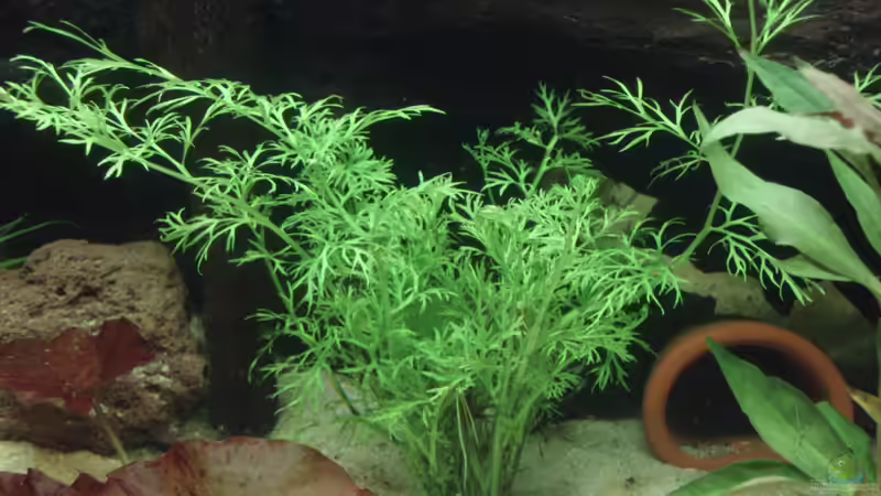 Wasserprimel - hottonia palustris - lichtbedürftige anspruchsvolle Pflanze für niedrig temperierte Aquas von welspapa (9)