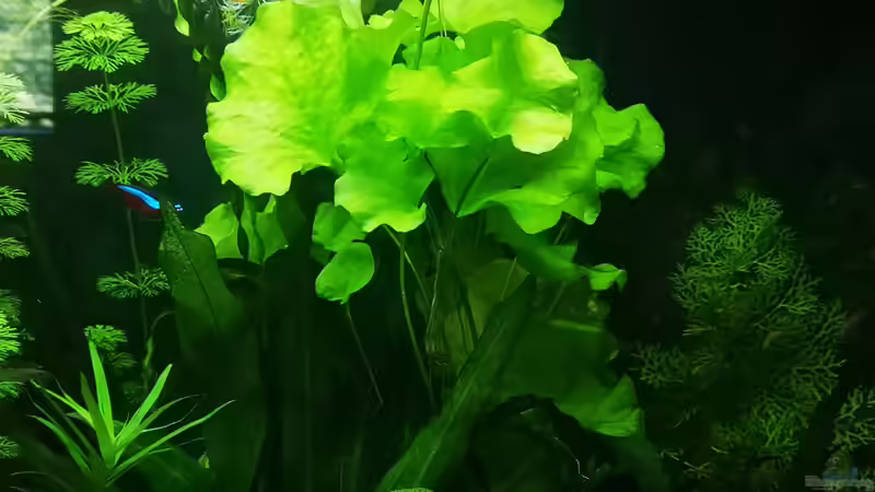 Wasserrose von Sven2501 (5)