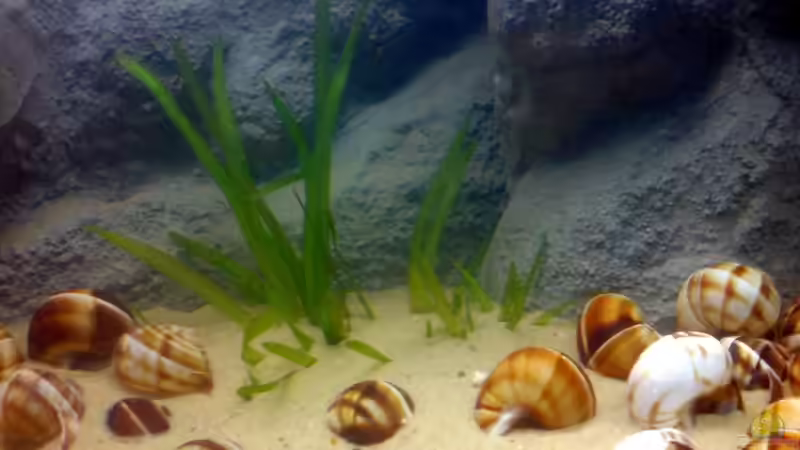 Wasserschraube von timme (19)