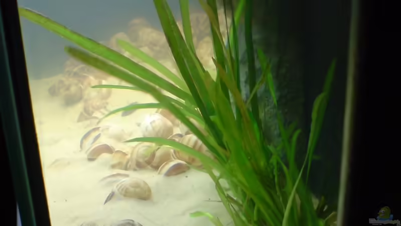 Wasserschraube von timme (21)