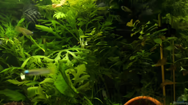 Wasserstern und Wasserfreund von gezina (5)