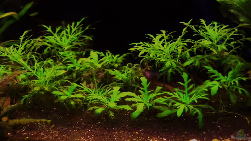 Wasserstern von aquamike (3)