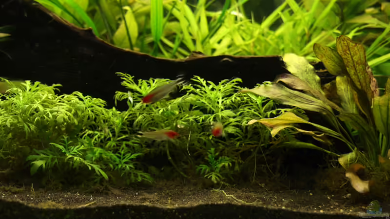 Wasserstern von aquamike (8)