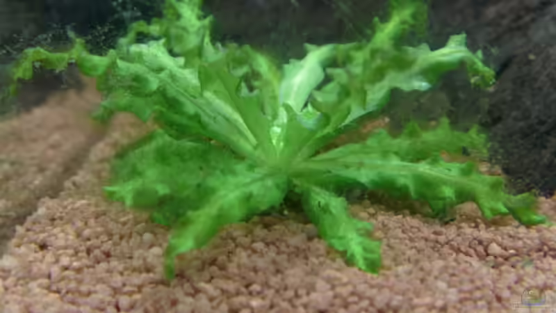 Wasserstern von erich (4)