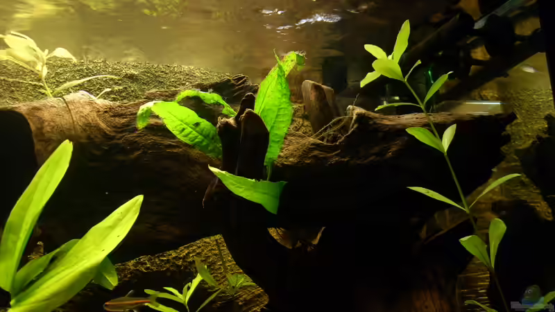 Wasserströmung von @quarium Cologne (61)