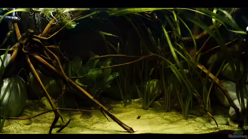 Wasserteil 10.08.15 von ~Marco~ (11)