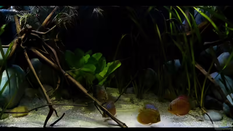 Wasserteil 22.08.15 von ~Marco~ (14)