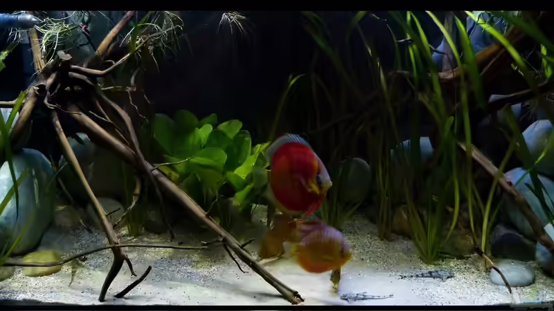 Wasserteil 22.08.15 von ~Marco~ (16)