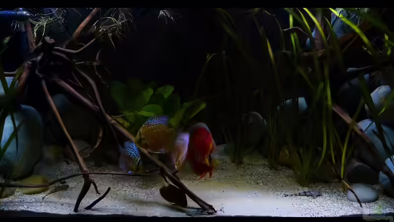 Wasserteil 22.08.15 von ~Marco~ (17)