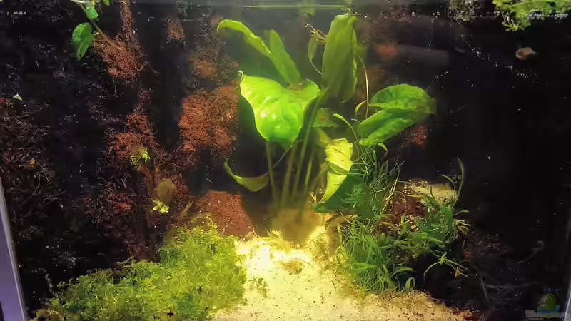 Wasserteil mit Anubia, Micranthemum und Liliaeopsis von Stephi (5)