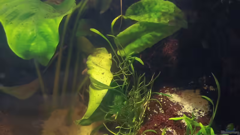 Wasserteil mit Anubia und Micranthemum von Stephi (32)