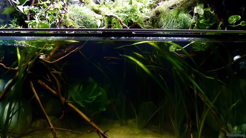 Wasserteil mit bissl Land :-) 04.08.15 von ~Marco~ (6)