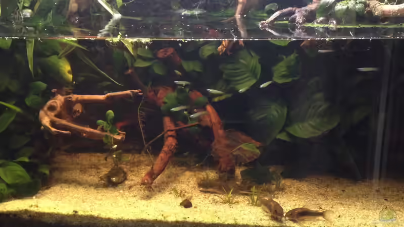 Wasserteil mit Normans Leuchtaugenfischen, 2020 von Stephi (8)