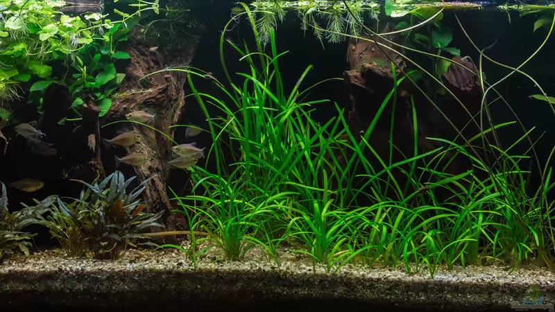 Wasserteil von fischgarage (9)