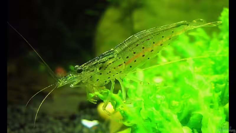 Wassertemperaturen für Zwerggarnelen !!!