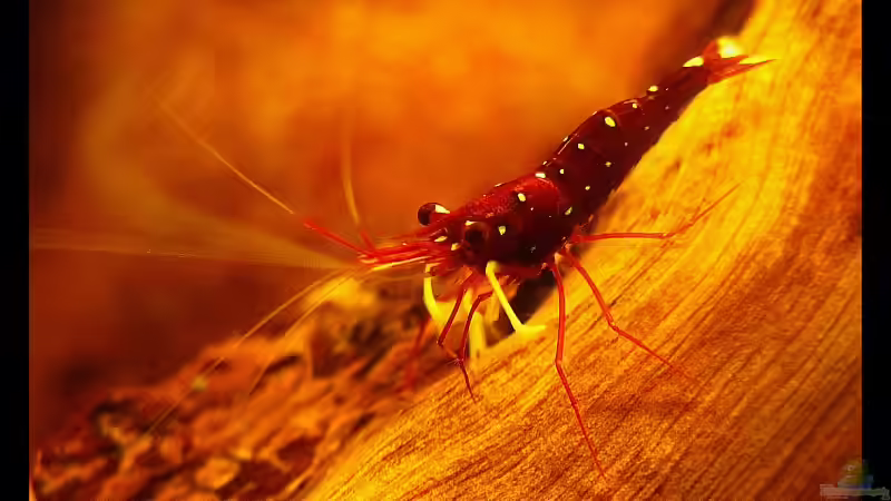 Wassertemperaturen für Zwerggarnelen !!!