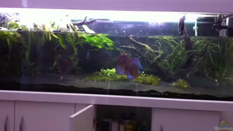 Wasserwechsel :) von Dani B (4)