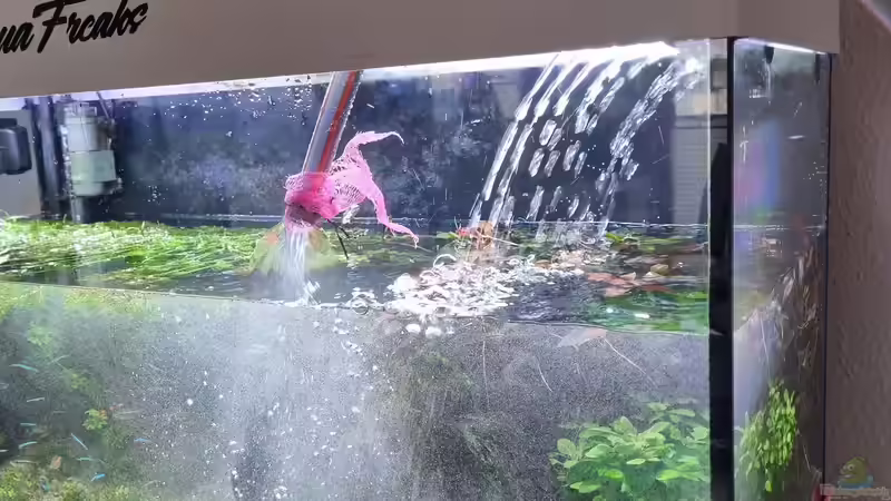 Wasserwechsel 28,12,2023 von Peter Peter (44)