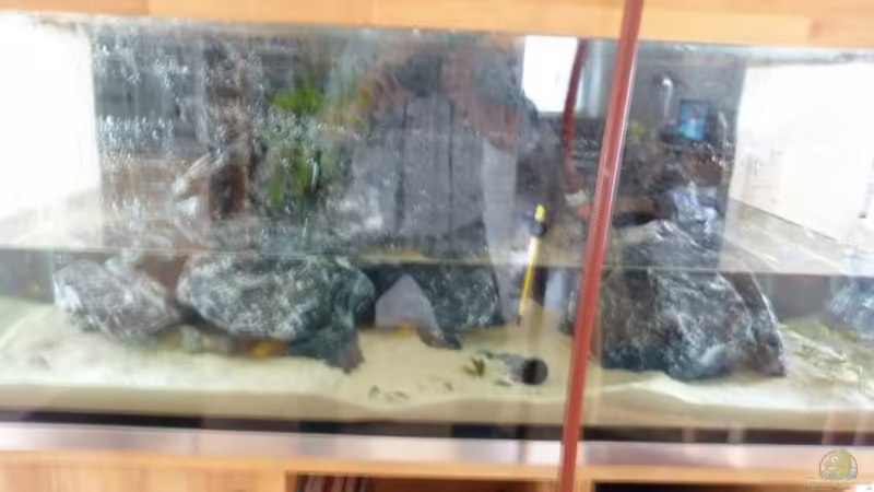 Wasserwechsel am 17.3.2013 von Carsten Peters (12)