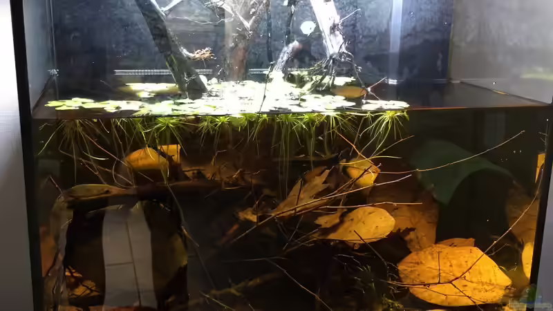 Wasserwechsel an Tag 7 von Andy Garnier (3)