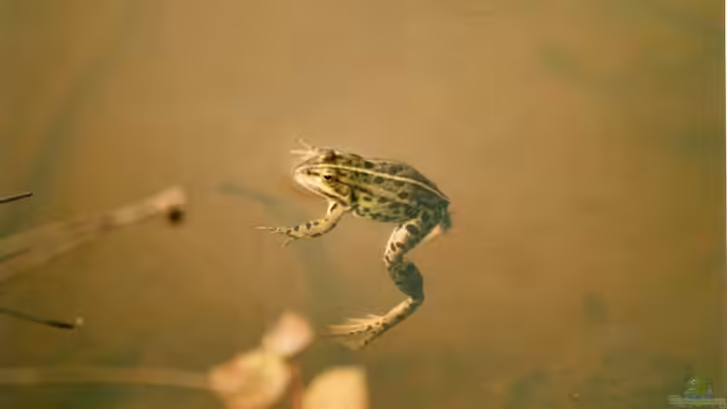 Wasserwechsel bei Gelege im Becken??? Wenn ja, wie viel? Was ist sonst noch zu beachten?