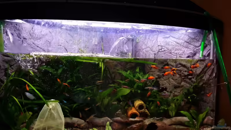 Wasserwechsel jetzt 14 Tägig von Steffen und Felix (46)