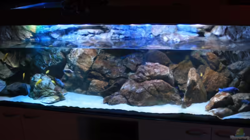 Wasserwechsel und Pflege des Beckens...wöchentlich!!! von Florian Bandhauer (60)