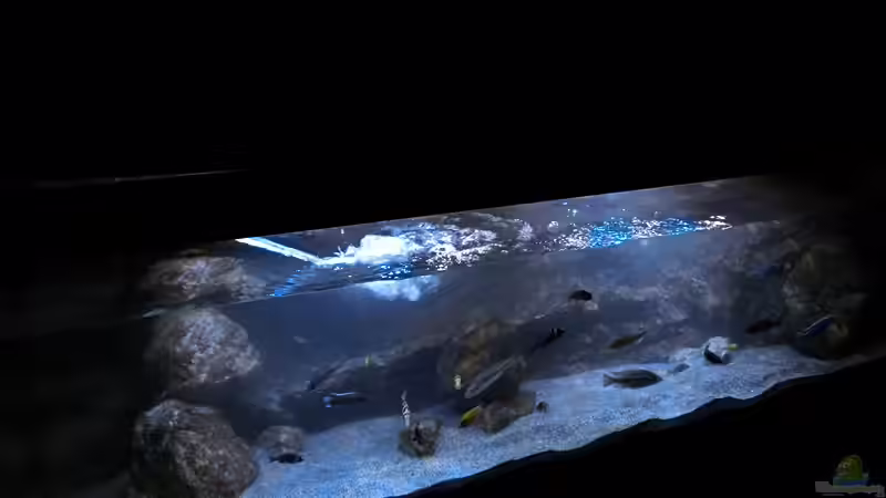 Wasserwechsel unter Salzzugabe welches zum aufhärten des Wassers dient.. von marxbre (43)