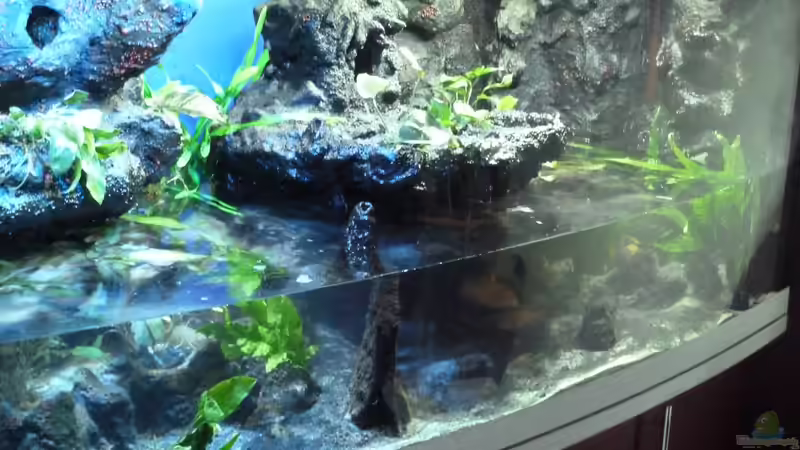 Wasserwechsel von Couro (47)