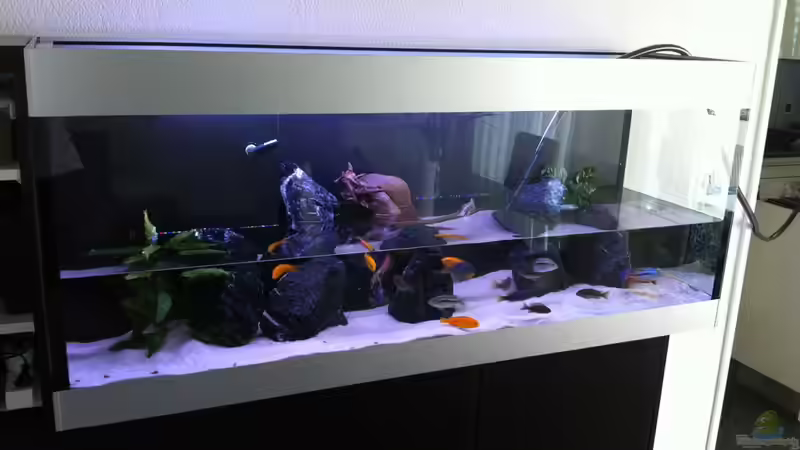 Wasserwechsel von flightsim (51)