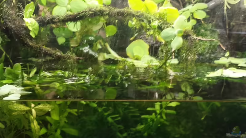 Wasserwechsel von sonic85 (19)