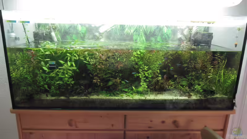 Wasserwechsel von Tigerlotus (2)