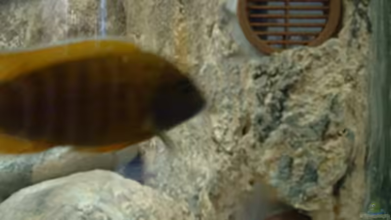 Wasserzulauf im Bodennahen Bereich von Lutz Rall (8)