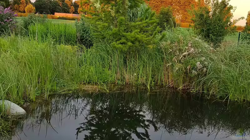 Wasserzypresse steht 0,6 m kompl. im Wasser  von Martinerft (7)