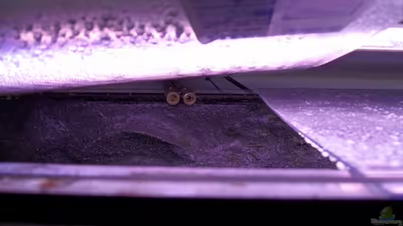 Wassrzuläufe von African  Guy (13)