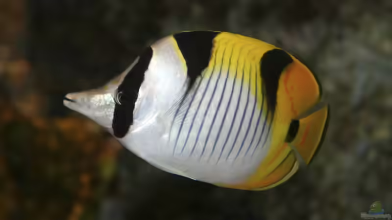 Watw facula butterflyfisch 3.8 von Martinerft (14)