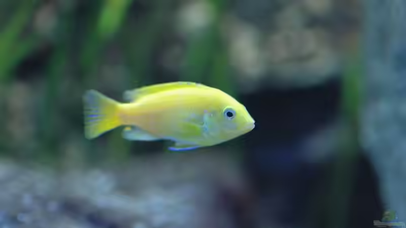 We... von Dommsel (36)