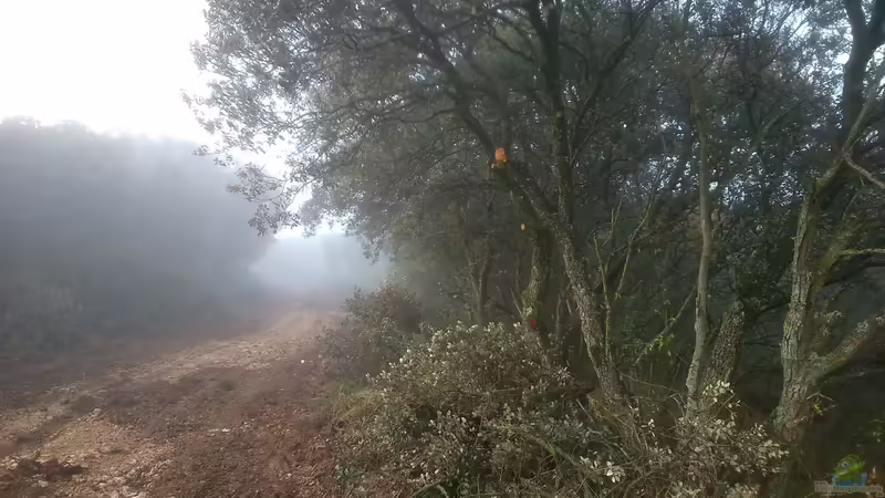 We start with the collection of materials and their treatment, in a beautiful oak forest in the Sierra de Montclús in the town of Ager (Catalunya). von lomarraco (63)