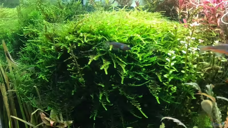 Weepimngmoos mit Reiskärpfling von NOWI1976 (4)