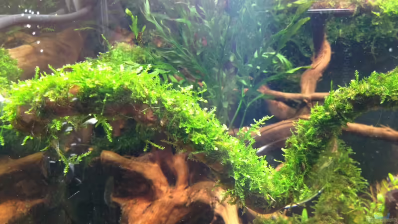 Weeping-Moos - Vesicularia ferriei von Walde (41)