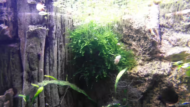 Weeping Moos  von Intershrimpview (68)