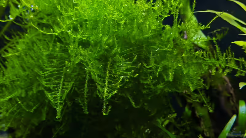 Weeping Moos  von okefenokee (19)