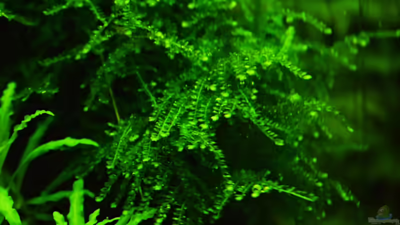 Weeping Moos auf der Wurzel von David Schneider Aquaristik (16)