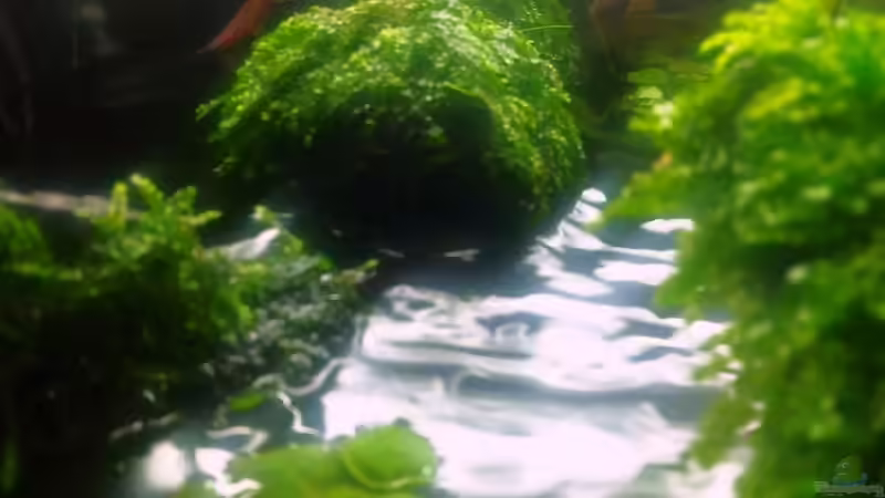 Weeping Moos auf der Wurzel von David Schneider Aquaristik (8)