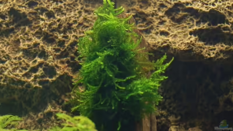 Weeping Moos auf großer Wurzel von Voyagerz (10)