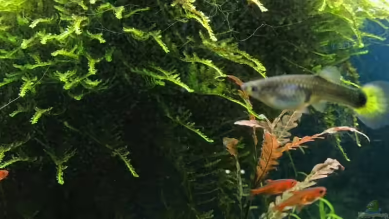 Weeping Moos mit Funkensalmler von NOWI1976 (5)